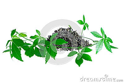 Miracle grass, Southern ginseng, Gynostemma pentaphyllum, Five Leaves Ginseng, Herb of Immortality on White Stock Photo