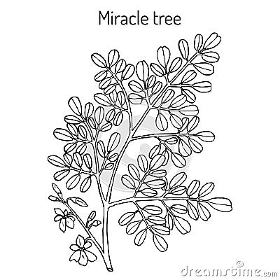 Miracle tree Moringa oleifera , medicinal plant. Vector Illustration