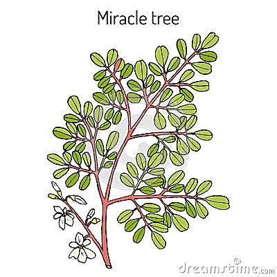 Miracle tree Moringa oleifera , medicinal plant. Vector Illustration