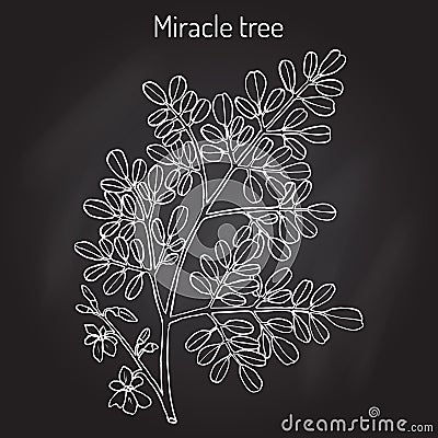 Miracle tree Moringa oleifera , medicinal plant. Vector Illustration