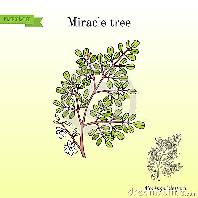 Miracle tree Moringa oleifera , medicinal plant Vector Illustration