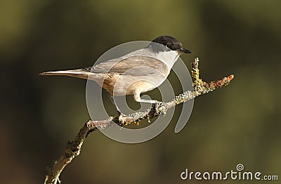 mirlona warbler in the forest Stock Photo