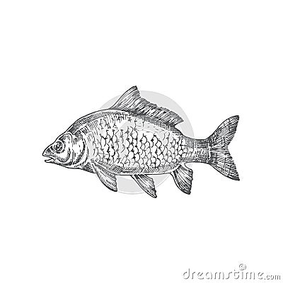 Mirror Carp Hand Drawn Vector Illustration. Abstract Carp Fish Sketch. Engraving Style Drawing. Vector Illustration