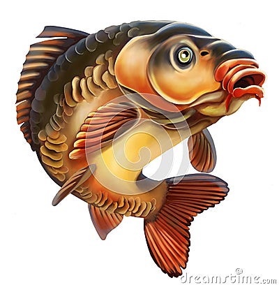 Mirror Carp Illustration. Isolated on white background. Stock Photo