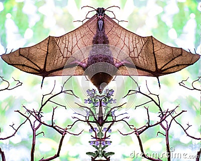 Mirror image of a bat hanging upside with wings spread Stock Photo