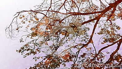 mirror reflected image of tree branches Stock Photo