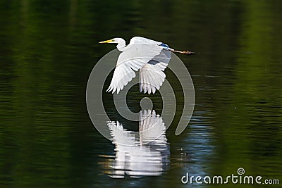 Mirrored great white egret egretta alba in flight over water Stock Photo