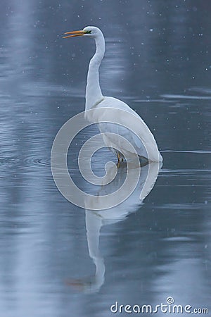 Mirrored great white egret egretta alba standing in water during snowfall Stock Photo