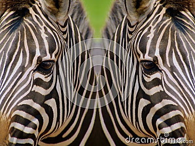 Mirrored Zebras Stock Photo