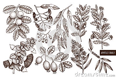 Vector collection of Myrtle family plants illustrations. Hand drawn myrtus, tea tree, guava fruit, eucalyptus, feijoa sketches. Es Cartoon Illustration