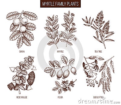 Vintage collection of Myrtle family plants illustrations. Hand drawn myrtus, tea tree, guava fruit, eucalyptus, feijoa sketches. E Cartoon Illustration