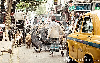 Mirza Ghalib Street, New Market, Kolkata, December 2, 2018: A Muslim butcher man taking domestic cattle to slaughter house during Editorial Stock Photo