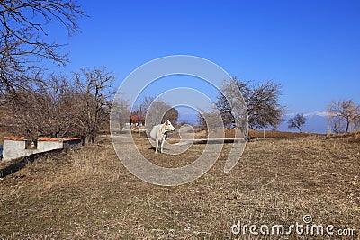 The historical house of Niko Pirosmani and cow in Mirzaani village in winter, Georgia Stock Photo