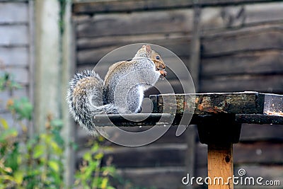 Grey squirrel sitting on a bird table. Stock Photo