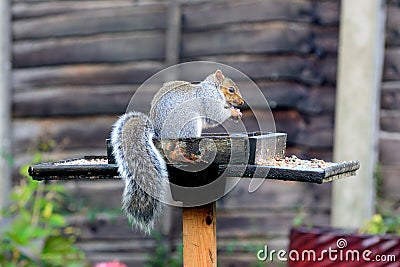 Grey squirrel sitting on a bird table. Stock Photo