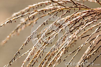 Miscanthus floridulus , Japanese silver grass Stock Photo