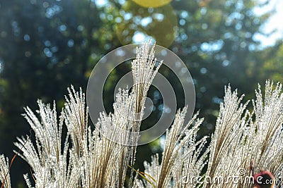 Miscanthus Morning Light ornamental grasses. Stock Photo