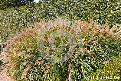 Miscanthus sinensis adagio Stock Photo