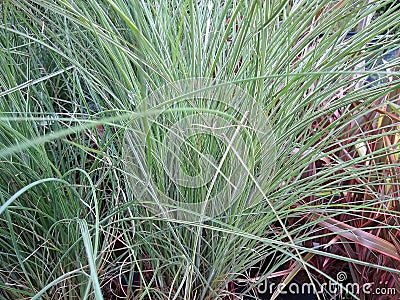 Miscanthus sinensis `Morning Light` Stock Photo