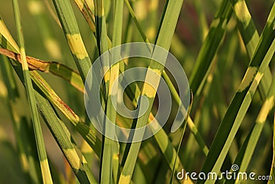 Miscanthus sinensis `Zebrinus` Stock Photo