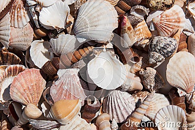 Miscellaneous sea shells Stock Photo
