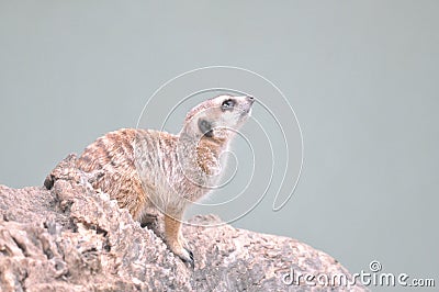 Mischevious Meercat, Toronga Zoo, Dubbo, NSW Editorial Stock Photo