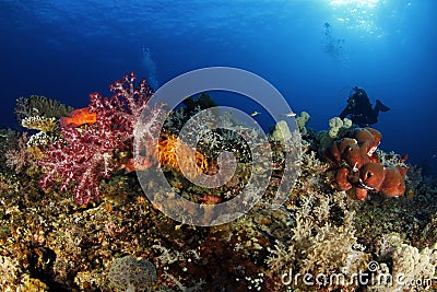 Misool Coral Reef Stock Photo