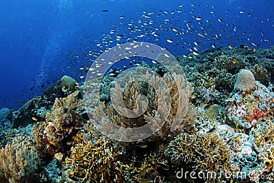 Misool Coral Reef with Schooling Fish Stock Photo