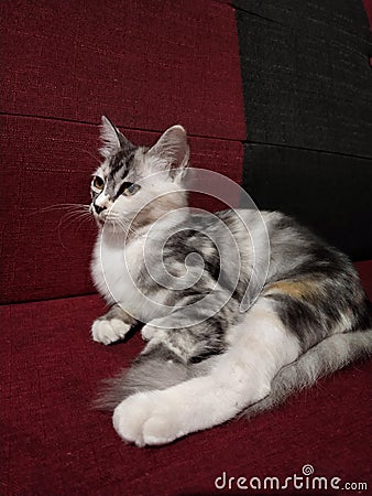 Miss Cat Stock Photo