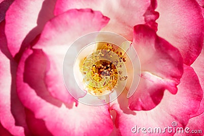 Miss Congeniality Grandiflora Rose in Bloom Stock Photo
