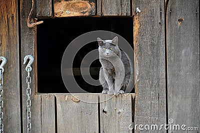 Miss Friendly the grumpy barn cat Stock Photo