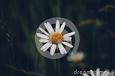 Missing white petals on the oxeye daisy flower represent good luck and bad luck. Leucanthemum vulgare nature`s work of beauty. Stock Photo