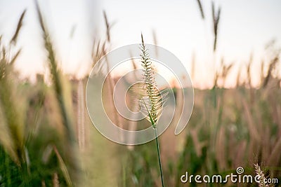 Mission Grass,Feather Pennisetum,Thin Napier Grass or Poaceae Grass Flowers on sunset light and orange clouds background Stock Photo