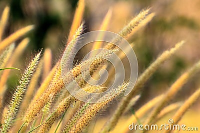 Mission grass or Feather pennisetum tilting under the wind in field, Yellow tone natural background Stock Photo
