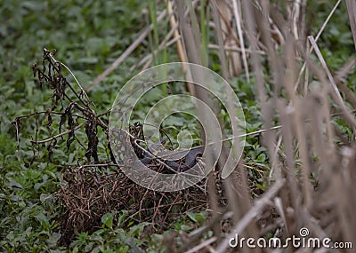 Mississippi Green Water Snake Stock Photo