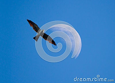 Mississippi Kite and Half Moon Stock Photo