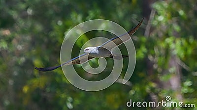 mississippi kite - ictinia mississippiensis flying and soaring in front of forest background, angle view of wings head feather and Stock Photo