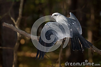 Mississippi Kite Stock Photo