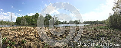 Mississippi Swamp Stock Photo