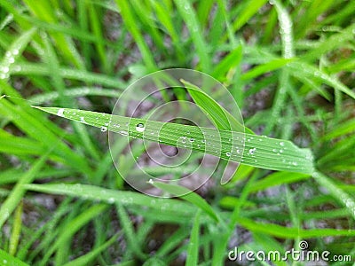 Mist drop on leaf Stock Photo