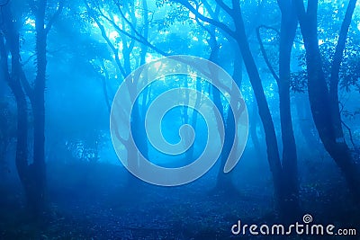 The mist forest Stock Photo