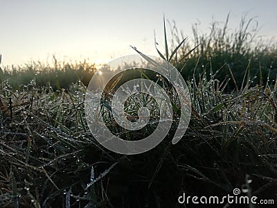 Mist in plant and beautiful sunrise in village Stock Photo