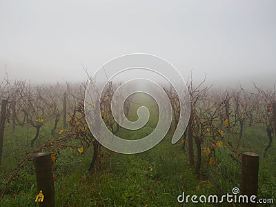 Mist vineyard in a cold morning Stock Photo