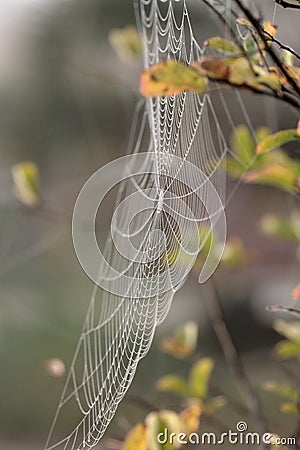 Mist in the Web Stock Photo