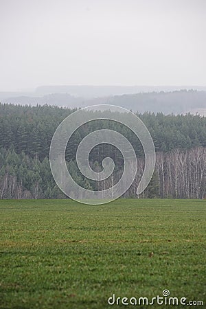 Misterious landscape. Green field and remote dark forest in quiet misty morning copy space Stock Photo