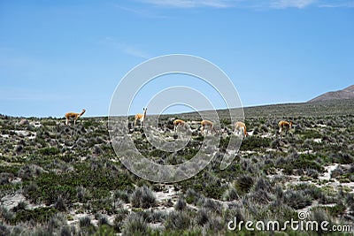 Misti Mountain Landscapes Stock Photo