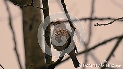 Mistle drozda Turdus viscivorus śpiew w drzewie zbiory Mistle drozda Turdus viscivorus śpiew w drzewie zbiory