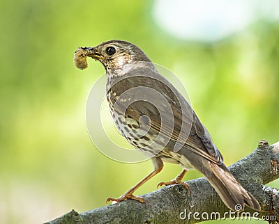 Mistle thrush Stock Photo