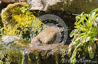 Mistle thrush bathing Stock Photo