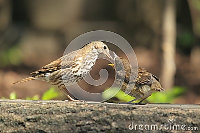 Mistle thrush feeding Stock Photo